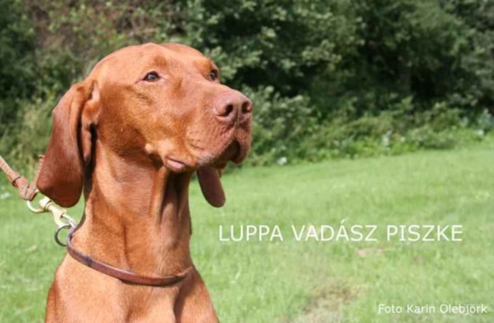 Luppa-Vadasz-Piszke Zuchtrüde